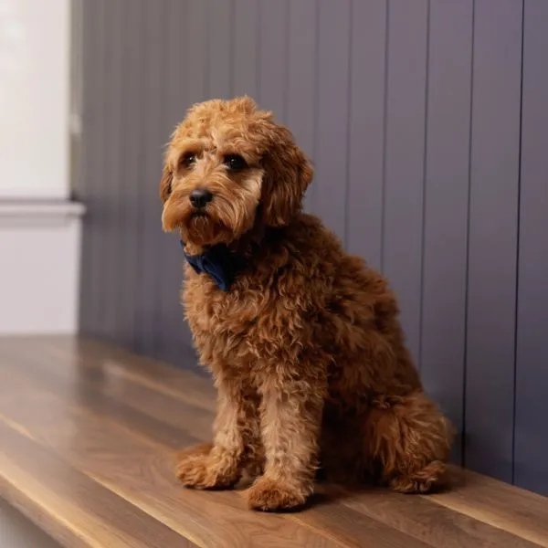 Dak, la mascotte d'Audex